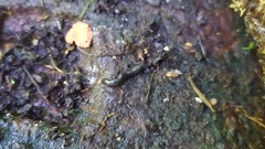 Microplana terrestris