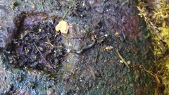 Microplana terrestris