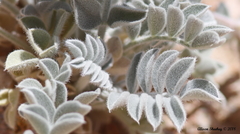 Astragalus coccineus