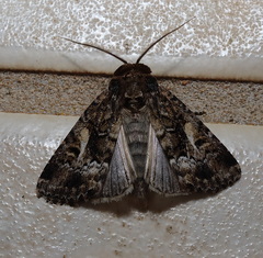 Spodoptera umbraculata