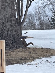 Sciurus niger