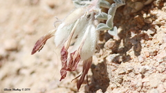 Astragalus coccineus