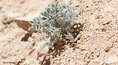 Astragalus coccineus