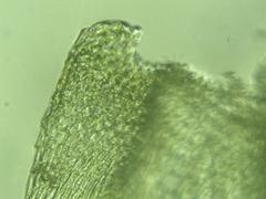 Brachythecium laetum