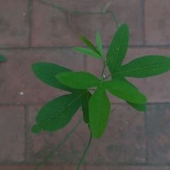 Passiflora caerulea