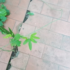 Passiflora caerulea