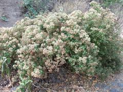 Salpianthus arenarius