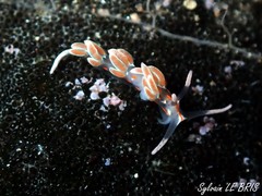 Facelina rubrovittata