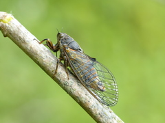 Cicadetta montana