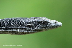 Varanus keithhornei