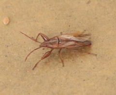 Pachygronthinae