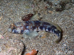 Gobius roulei