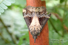 Dichromia quinqualis