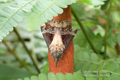 Dichromia quinqualis