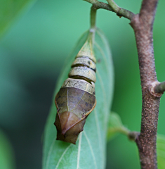 Graphium eurypylus