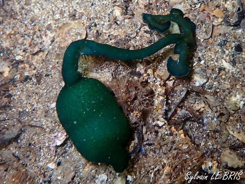 Green Spoonworm, photo 4 of 10