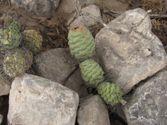 Tephrocactus aoracanthus