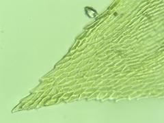 Brachythecium laetum