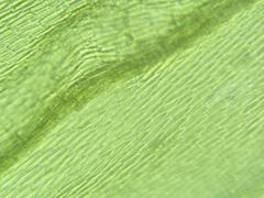 Brachythecium laetum