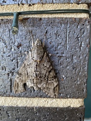 Psilogramma casuarinae