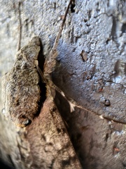 Psilogramma casuarinae