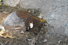 Epargyreus windi