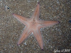 Astropecten irregularis