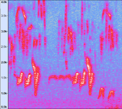 Pterorhinus chinensis