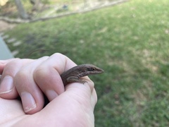 Anolis carolinensis