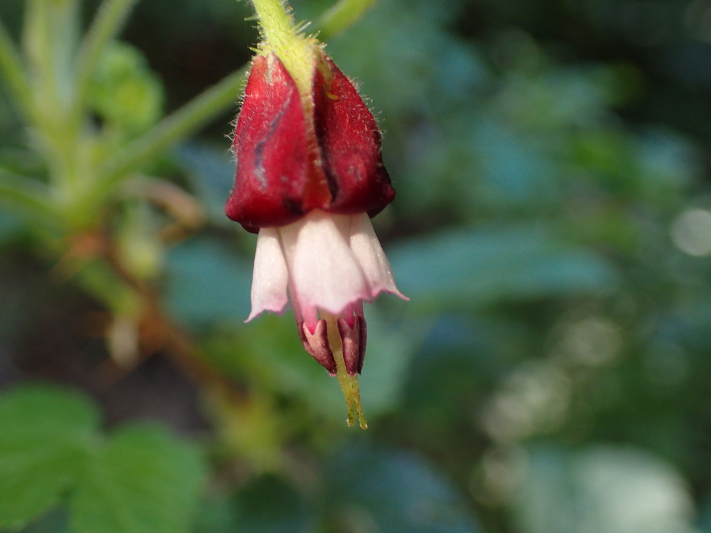 Bitter gooseberry (Ribes amarum)