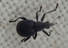 Oxystomatina