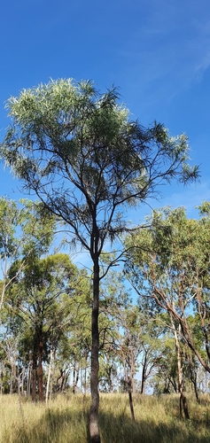 Image of Grevillea striata by no rights reserved