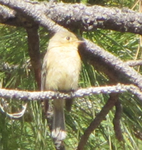 Empidonax fulvifrons