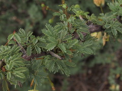 Senegalia gilliesii