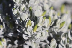 Cratystylis conocephala