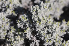 Cratystylis conocephala