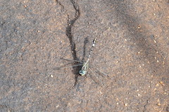 Paragomphus cognatus