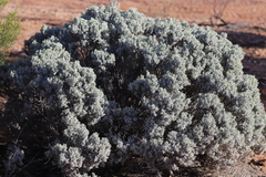 Cratystylis conocephala