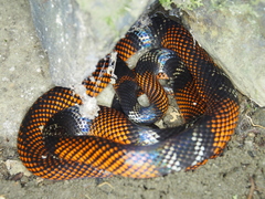 Oxyrhopus melanogenys