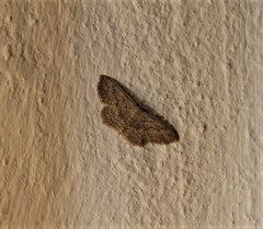 Scopula guancharia