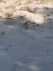 Setophaga palmarum image