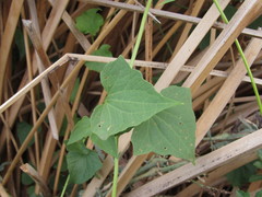 Mikania periplocifolia