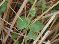 Mikania periplocifolia