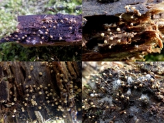 Cribraria argillacea