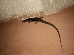Marisora brachypoda
