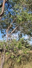 Petalostigma pubescens
