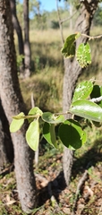 Petalostigma pubescens