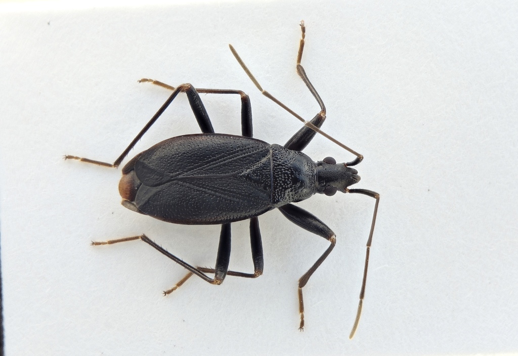 Noualhieria herbanica