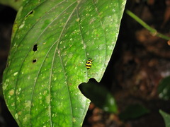 Oligocorynus jansoni
