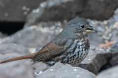 Passerella iliaca altivagans